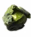 A cabbage